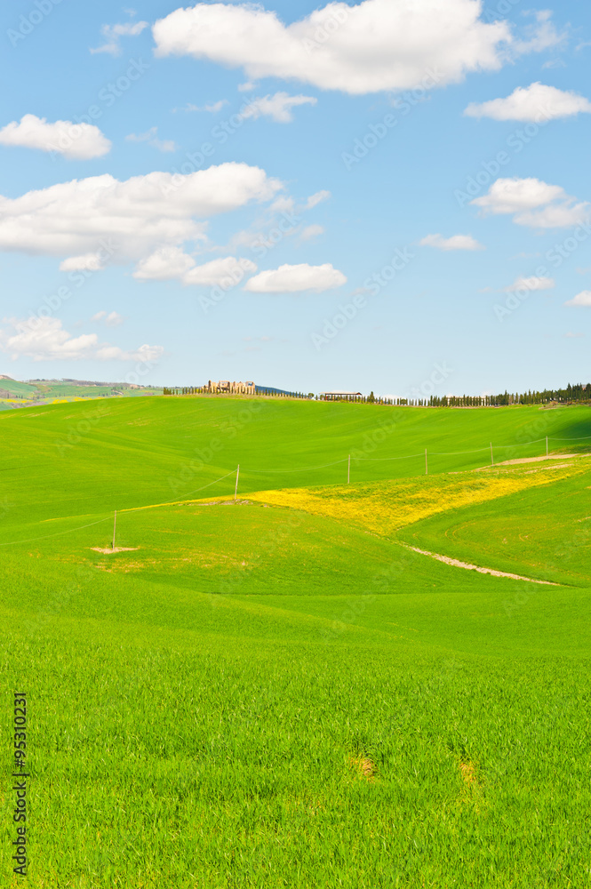 Obraz premium Meadows