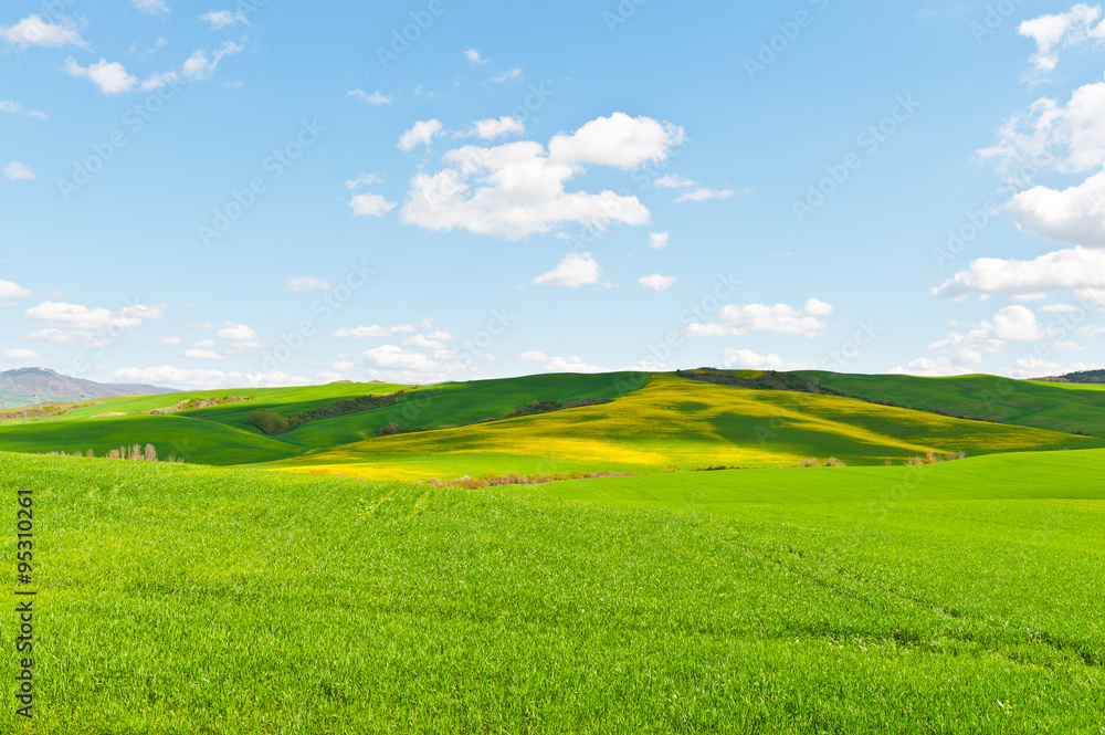 Fototapeta premium Meadows