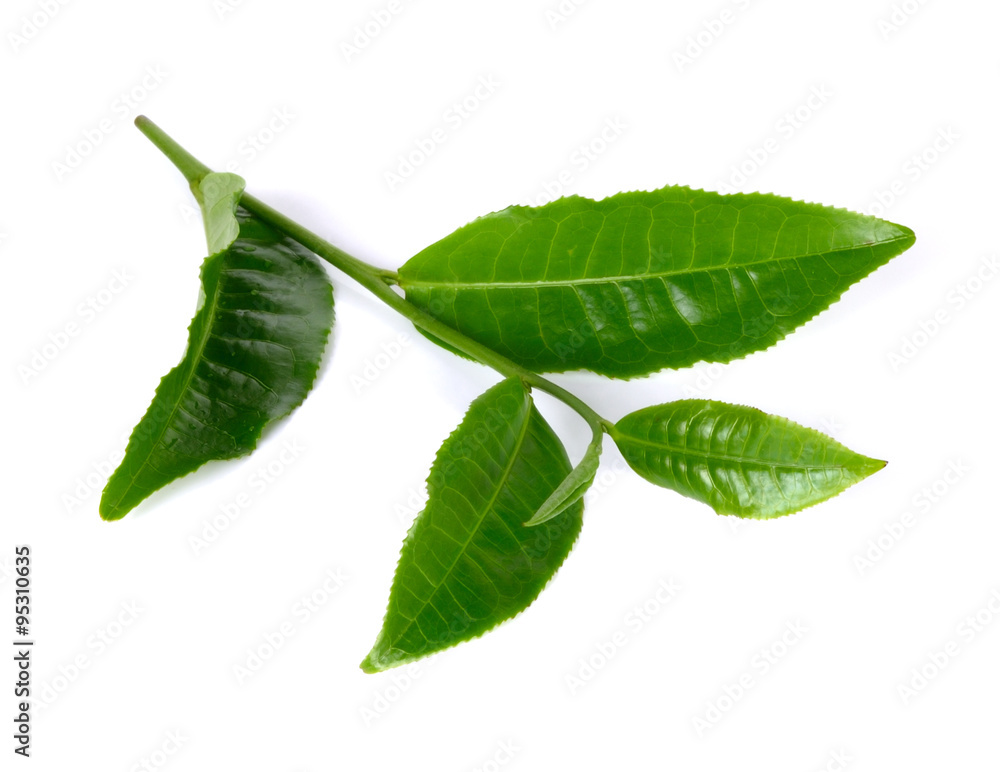Obraz premium green tea leaf isolated on white background