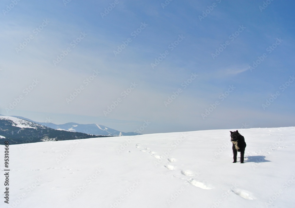 Lonely black dog standing in the snow, on a nice, crisp, sunny winter day, in the mountains. Snowy winter landscape with clear blue sky.