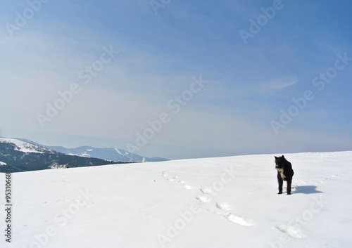 Lonely black dog standing in the snow, on a nice, crisp, sunny winter day, in the mountains. Snowy winter landscape with clear blue sky.