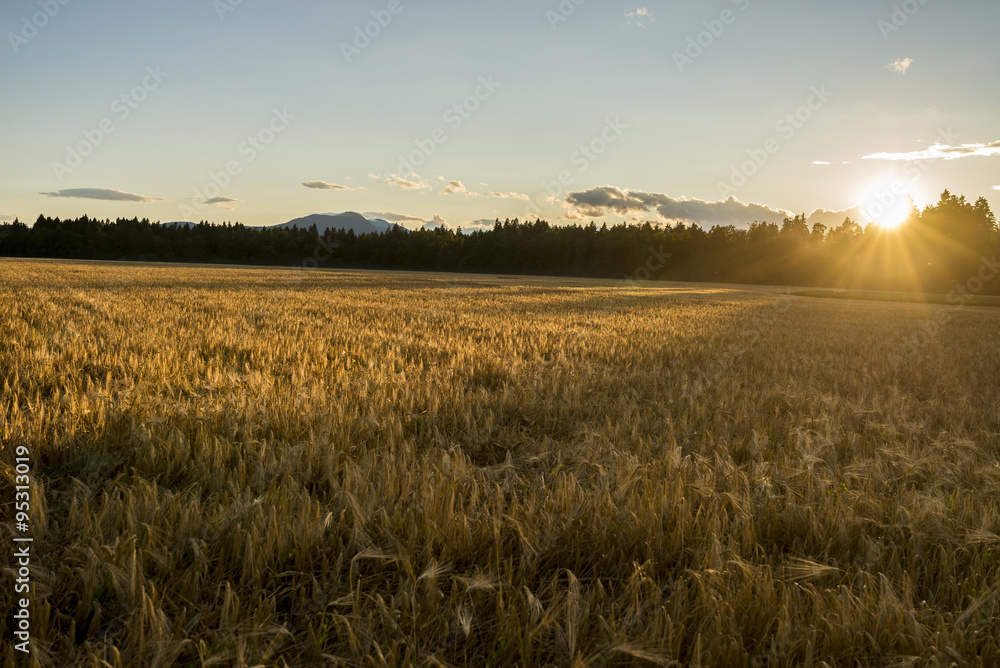 Beautiful golden ripening wheat field gently flowing in the wind