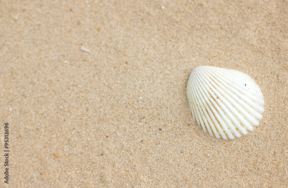 Shell on sand. Shell on sand.