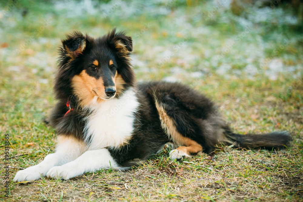 The Shetland Sheepdog, Sheltie, Collie Puppy Outdoor The Shetland Sheepdog, Sheltie, Collie Puppy Outdoor