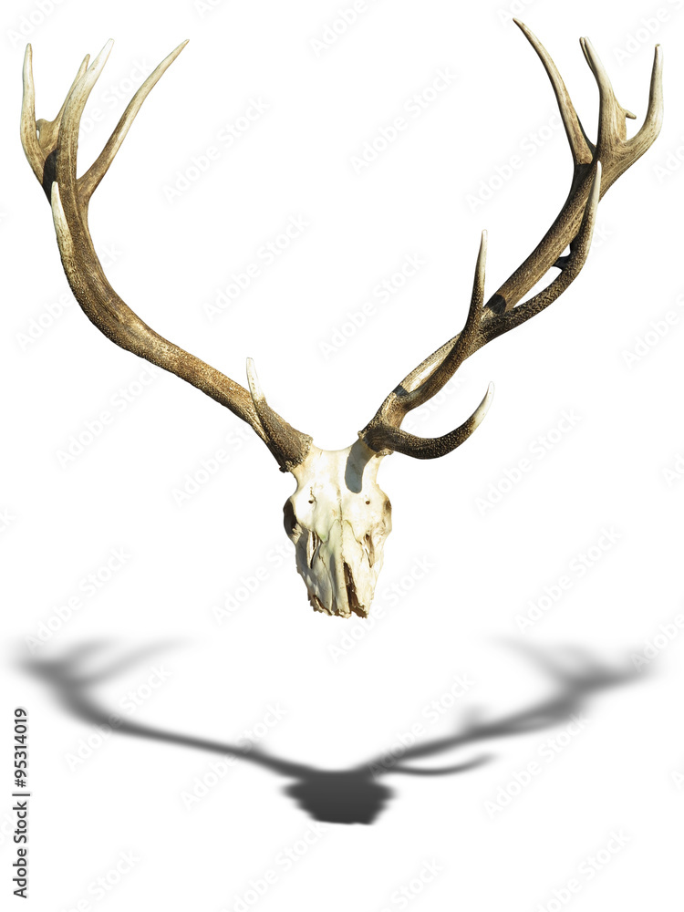 Obraz Antlers deer horns with skull isolated over white