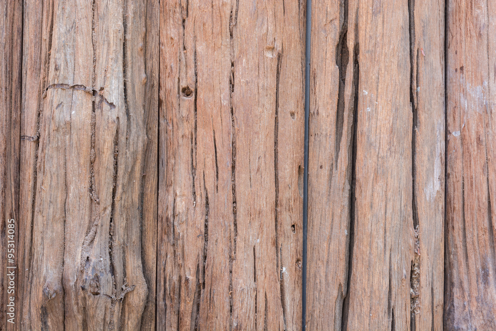 texture old tree wood texture old tree wood