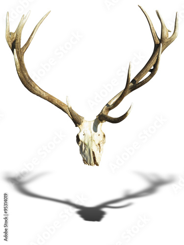 Antlers deer horns with skull isolated over white