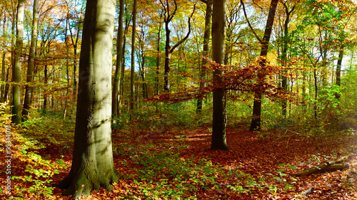Colorful forest in autumn