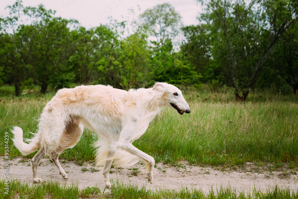 White Russian Borzoi hunting in autumn forest. White Russian Borzoi hunting in autumn forest.