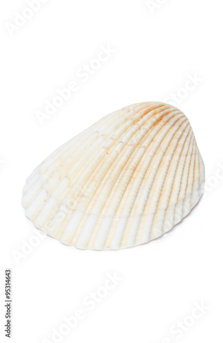 Sea Shell Isolated on White.
