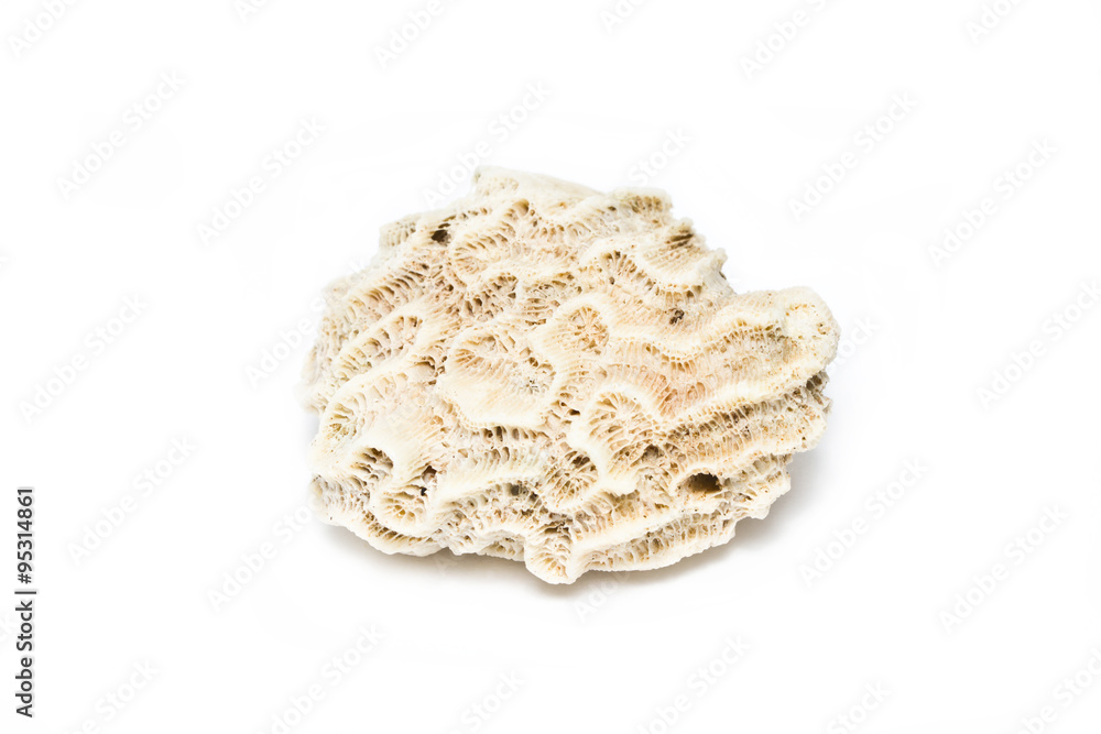 Brain coral stone isolated on white. Brain coral stone isolated on white.