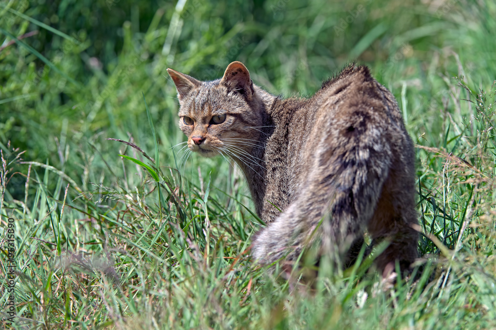 Scottish Wildcat (Felis Silvestris Grampia)/Scottish Wildcat prowling in long green grass