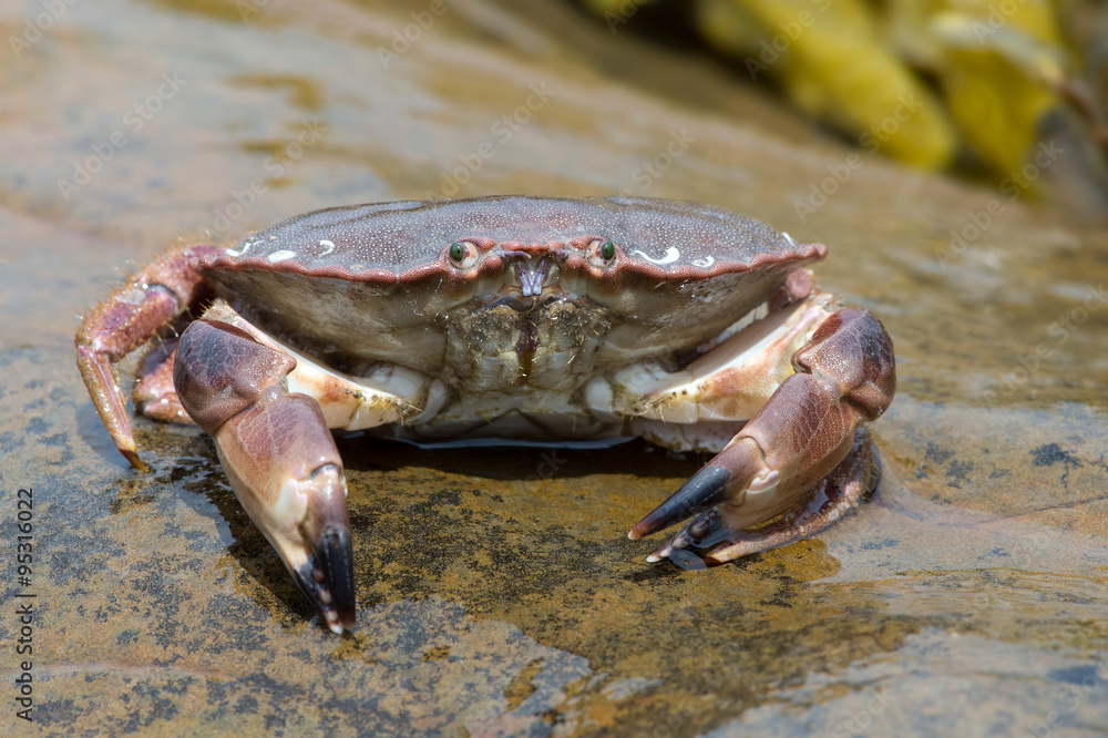 Brown Crab (Cancer Pagarus)/Brown Crab on a large wet rock Stock