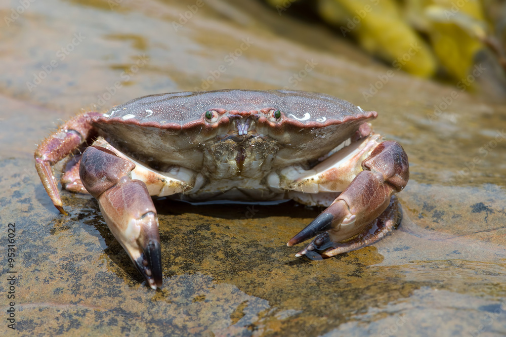 Brown Crab (Cancer Pagarus)/Brown Crab on a large wet rock Brown Crab (Cancer Pagarus)/Brown Crab on a large wet rock