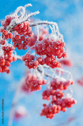 Mountain ash clusters in hoarfrost against the blue sky