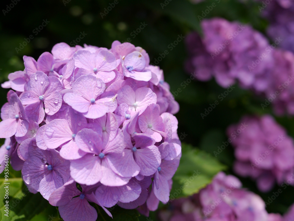 梅雨晴れの紫陽花 梅雨晴れの紫陽花