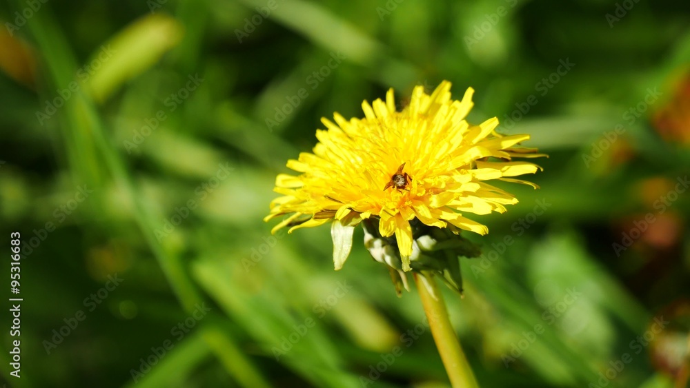 Taraxacum (dandelion) and butterfly on sunnday day
Taraxacum (dandelion) and butterfly on sunnday day