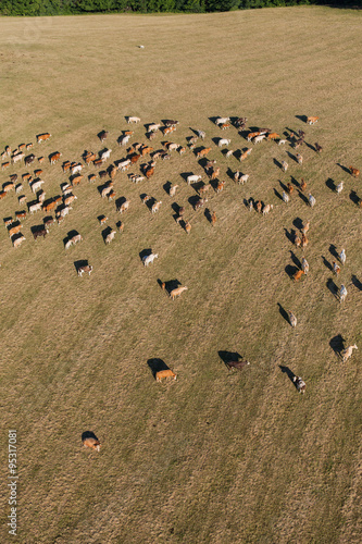 Fototapeta Naklejka Na Ścianę i Meble -  Aerial view of herd of cows at summer green field