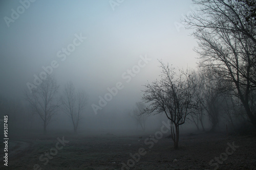 Foggy morning 