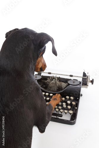 Slika na platnu chien Manchester terrier avec machine à écrire
