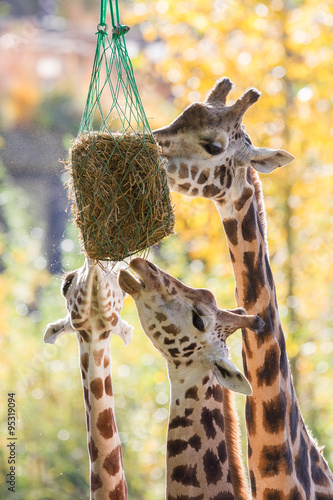 Photography Three giraffes eating hay