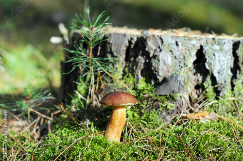bay bolete mushroom in forest. (Imleria badia). some pine apple