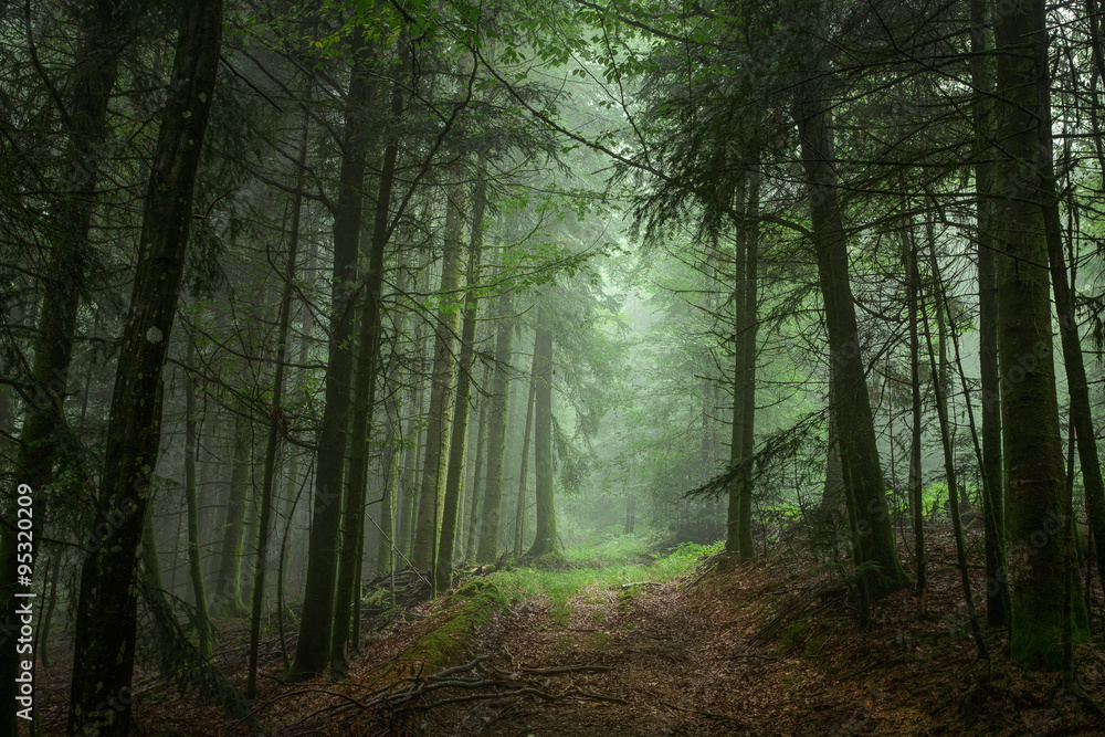 Fototapeta premium ścieżka prowadząca do lasu