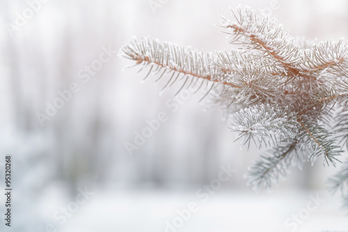 fir branch in hoar frost on cold morning