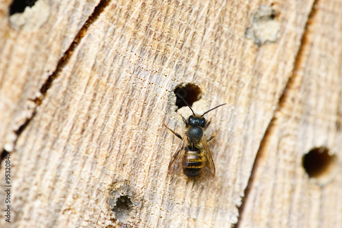 wild bee in insect shelter