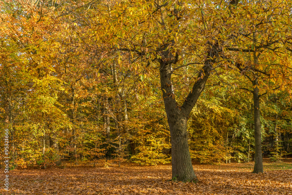 Fototapeta premium Autumn in a park with bright yellow and orange colors