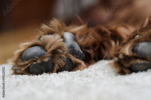 sleeping dog paws