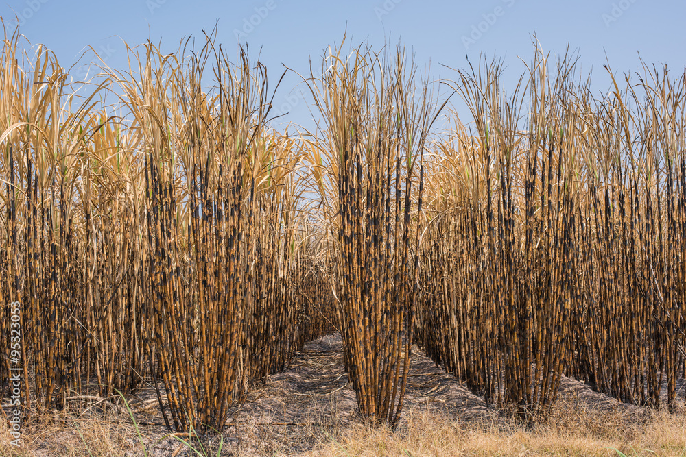 Fototapeta premium New style background,sugarcane field burned.