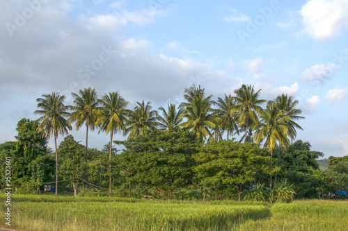 beautiful green rice field and coconut trees