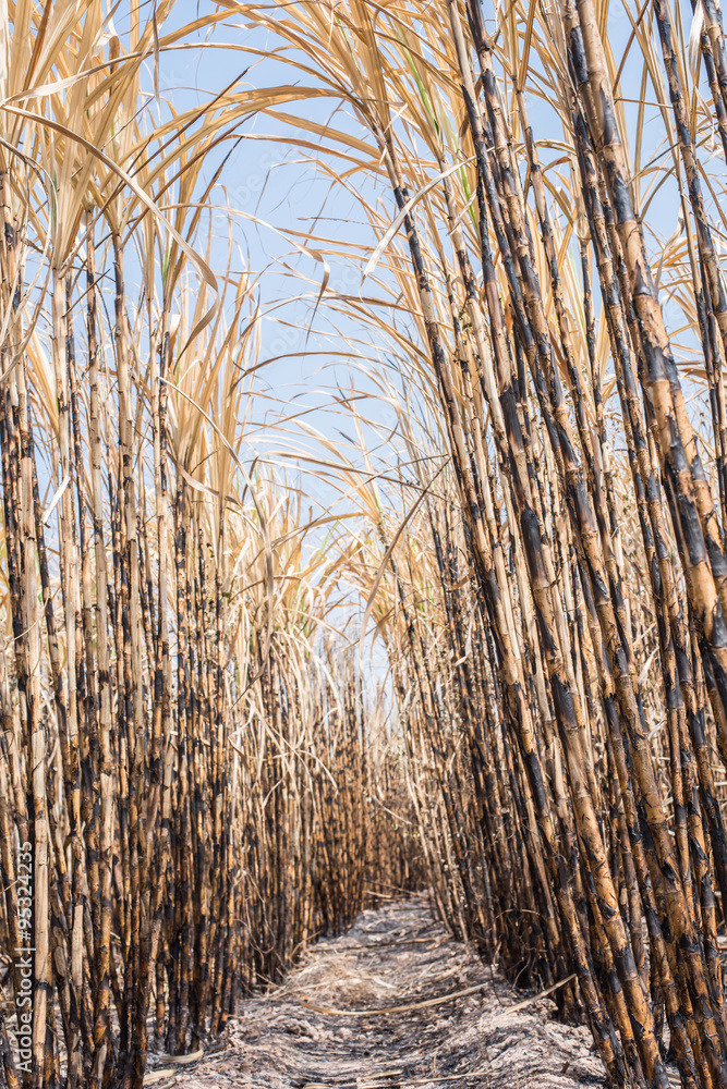Fototapeta premium New style background,sugarcane field burned.