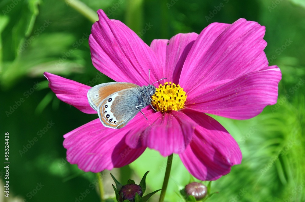 Obraz premium Kleines Wiesenvögelchen mit Schmuckkörbchen