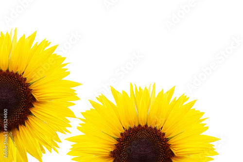 Sunflower on white background photo