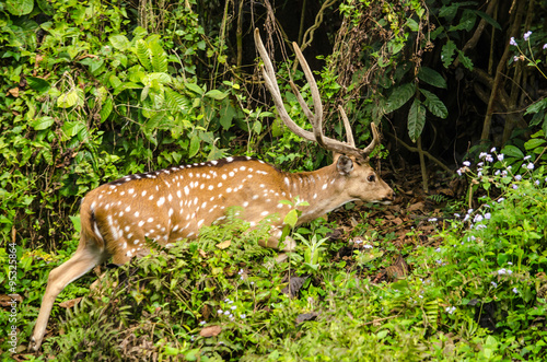 Chital is deer ,live in forest and is herbivorous