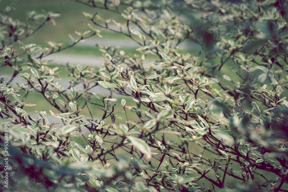 branch of green leaf nature, terminalia ivorensis tree branch of green leaf nature, terminalia ivorensis tree