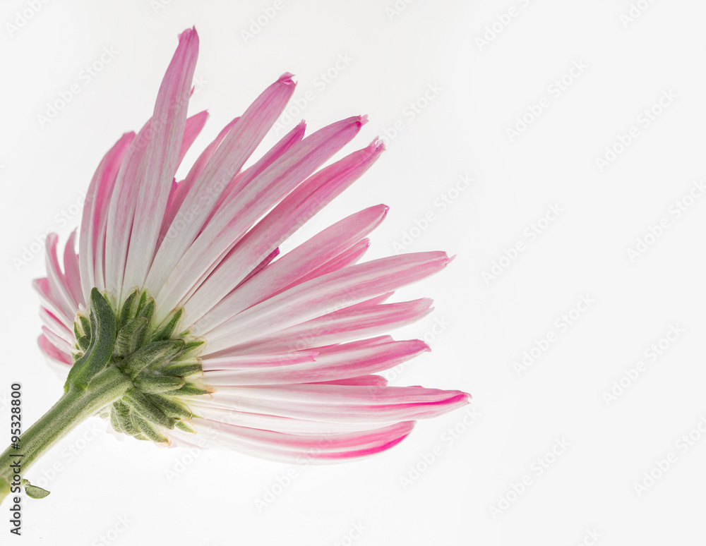 abstract Chrysanthemum Flower on white background
