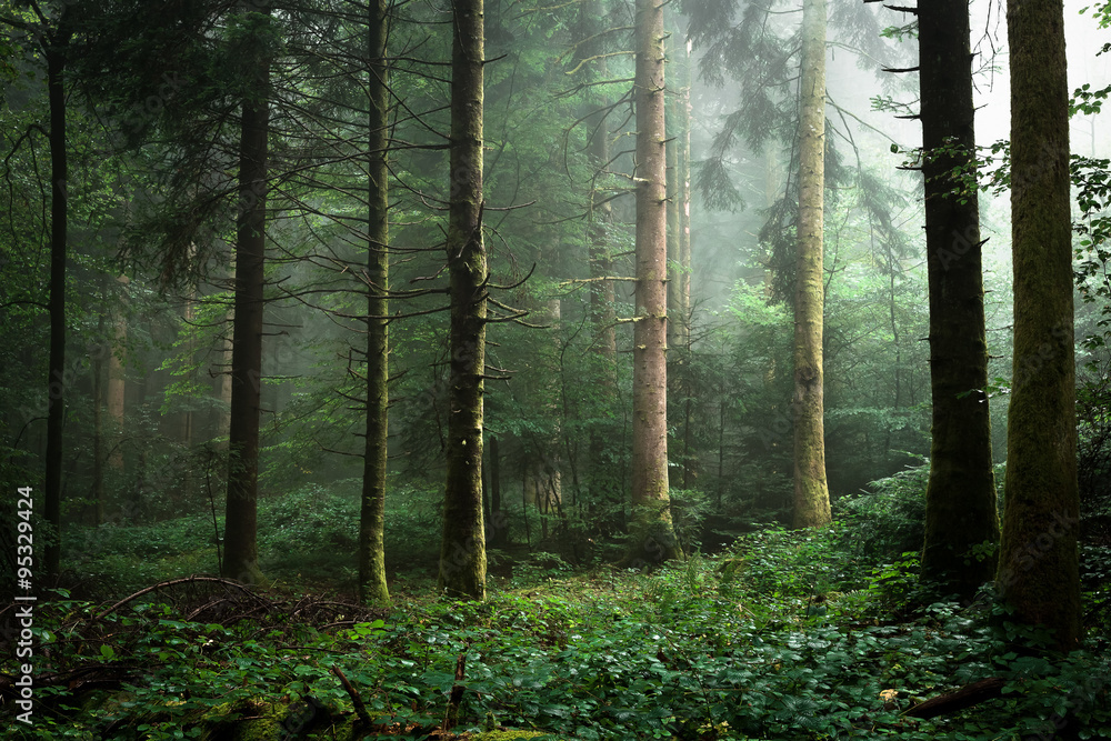 Fototapeta premium brume dans un sous bois de sapins