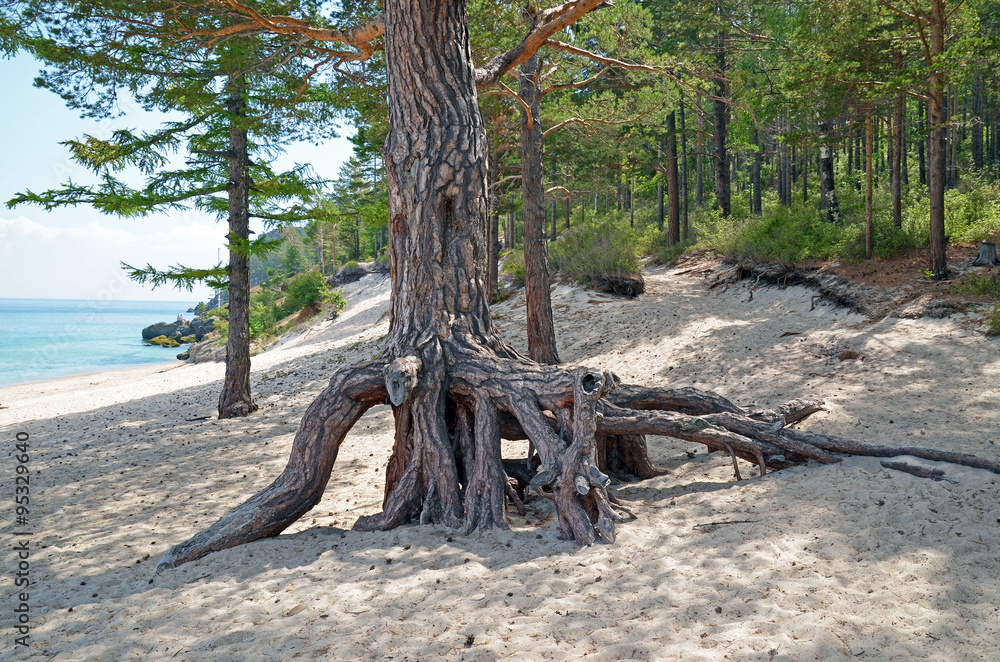 The big pine tree with air roots on the coast of Lake Baikal. Grandmother Bay The big pine tree with air roots on the coast of Lake Baikal. Grandmother Bay