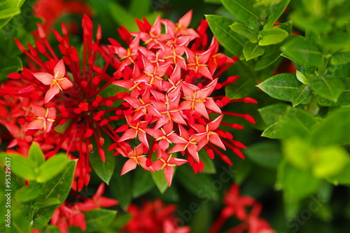 Tarenna collinsiae show beautiful red flowers in garden  