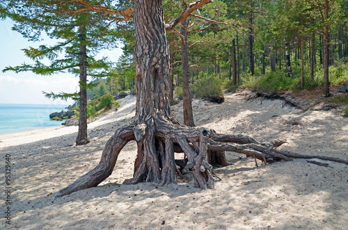 The big pine tree with air roots on the coast of Lake Baikal. Grandmother Bay © mors74