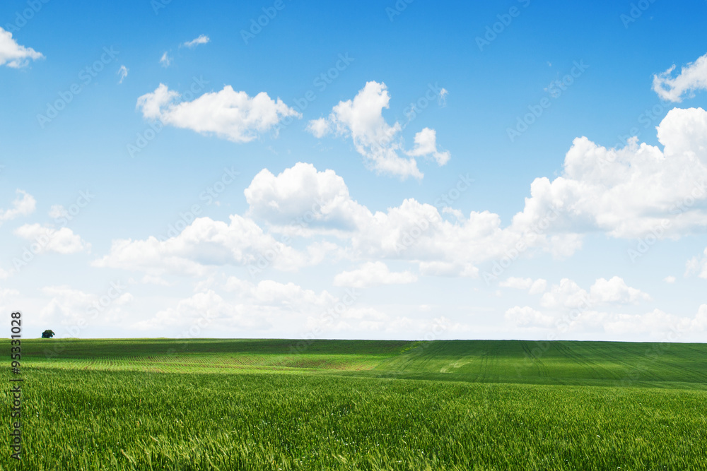 Natural background. Tree and green field with fluffy clouds back