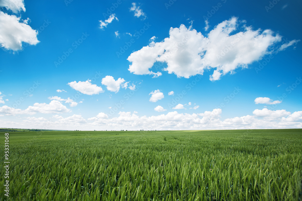 Wheat field. Fresh green grass and beautiful clouds. Wheat field. Fresh green grass and beautiful clouds.