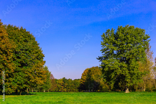 Colorful Trees on Green Grass in Park