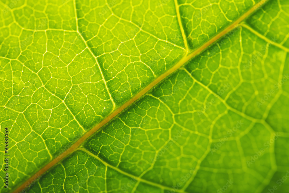 Texture of a green leaf as background Texture of a green leaf as background