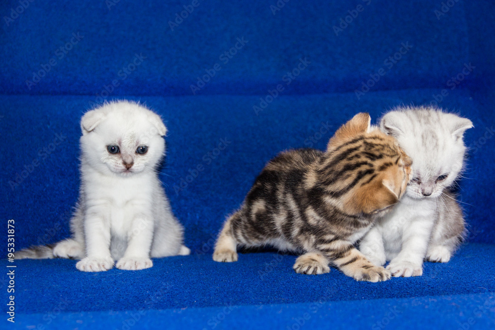 kitten kitten