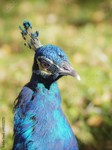 Obraz na płótnie Pfau w salonie