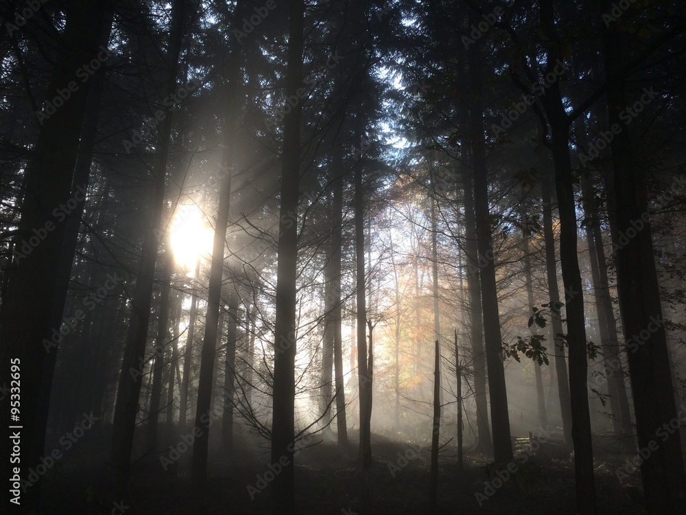 Waldweg Waldweg